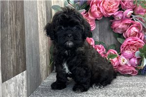 Grady - Shih-Poo - Shihpoo for sale