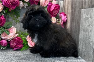 Gohan - Shih-Poo - Shihpoo for sale