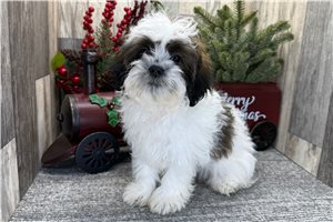 Jade - Shih-Poo - Shihpoo for sale