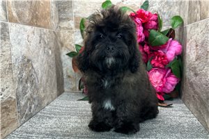 Grady - Shih-Poo - Shihpoo for sale