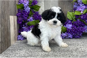 Gina - Shih-Poo - Shihpoo for sale