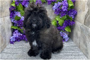 Grady - Shih-Poo - Shihpoo for sale