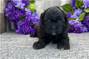 Grady - Shih-Poo - Shihpoo for sale