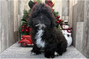 Jack - Shih-Poo - Shihpoo for sale