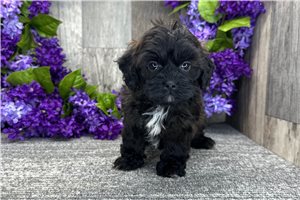 Gohan - Shih-Poo - Shihpoo for sale