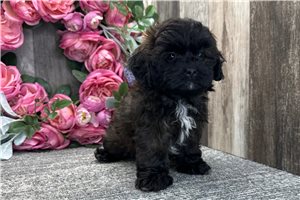 Gohan - Shih-Poo - Shihpoo for sale