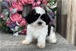Gina - Shih-Poo - Shihpoo for sale