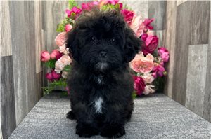 Grady - Shih-Poo - Shihpoo for sale