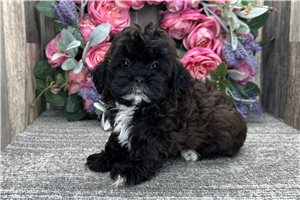 Grace - Shih-Poo - Shihpoo for sale