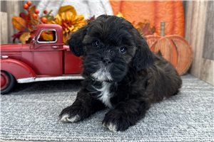 Josephine - puppy for sale