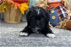James - puppy for sale