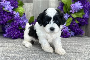 Gina - Shih-Poo - Shihpoo for sale