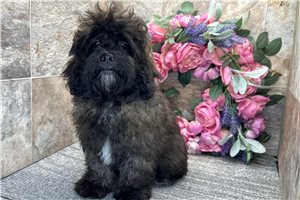 Grady - Shih-Poo - Shihpoo for sale