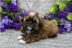 Brynlee - Shih Tzu for sale
