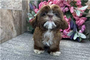 Bleven - Shih Tzu for sale