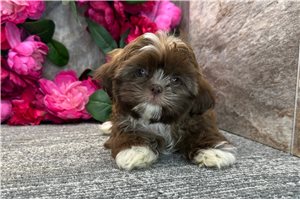 Bleven - Shih Tzu for sale