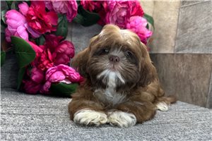 Bleven - Shih Tzu for sale