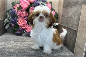 Chance - puppy for sale