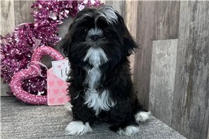 Dakota - Shih Tzu for sale