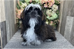 Caiden - puppy for sale