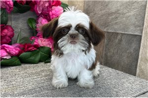 Chanel - Shih Tzu for sale