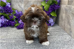 Bleven - Shih Tzu for sale
