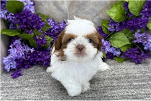 Colin - Shih Tzu for sale
