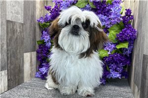 Callen - Shih Tzu for sale