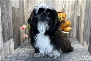 Caiden - Shih Tzu for sale
