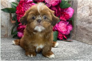 Brooke - Shih Tzu for sale