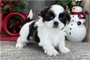 Cadence - puppy for sale