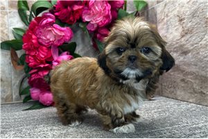Brynlee - Shih Tzu for sale