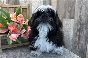 Caiden - Shih Tzu for sale