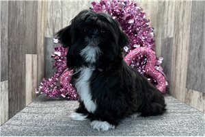 Danny - Shih Tzu for sale