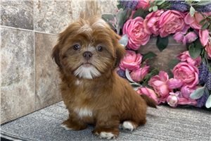 Brooke - Shih Tzu for sale