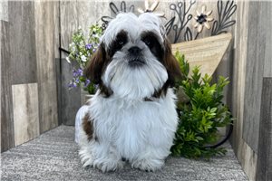Callen - Shih Tzu for sale