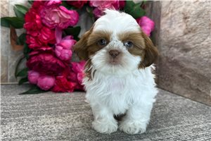 Colin - Shih Tzu for sale