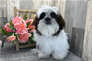Callen - Shih Tzu for sale