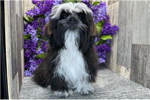 Caiden - Shih Tzu for sale