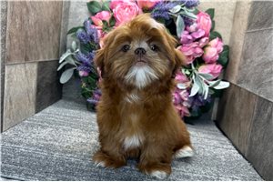 Brooke - puppy for sale