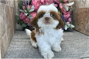Colin - Shih Tzu for sale