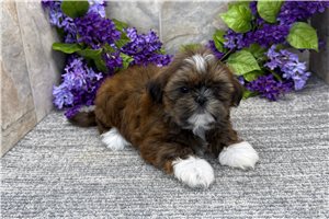Bruna - Shih Tzu for sale