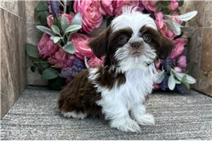 Chanel - Shih Tzu for sale