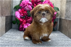 Brooke - Shih Tzu for sale