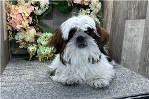 Callen - Shih Tzu for sale