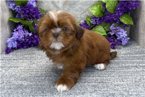 Brooke - puppy for sale