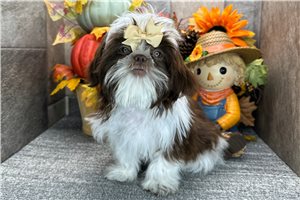 Chanel - Shih Tzu for sale