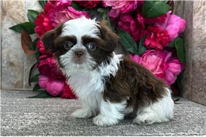 Chanel - Shih Tzu for sale