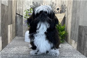 Caiden - puppy for sale