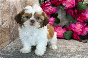 Chance - Shih Tzu for sale
